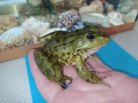 Красуня жаба. Озерна жаба "Прикраса" будь-якого тераріуму, акватераріуму або акв. . фото 2