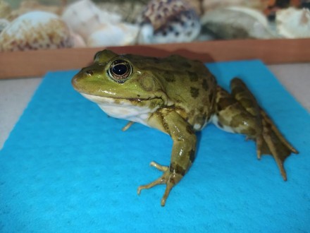Красуня жаба. Озерна жаба "Прикраса" будь-якого тераріуму, акватераріуму або акв. . фото 5