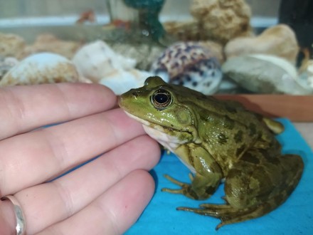Красуня жаба. Озерна жаба "Прикраса" будь-якого тераріуму, акватераріуму або акв. . фото 6