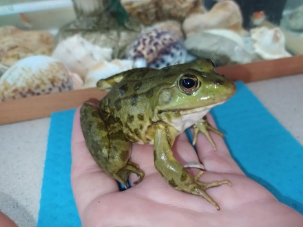Красуня жаба. Озерна жаба "Прикраса" будь-якого тераріуму, акватераріуму або акв. . фото 3