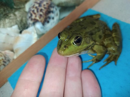 Красуня жаба. Озерна жаба "Прикраса" будь-якого тераріуму, акватераріуму або акв. . фото 7