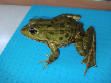 Красуня жаба. Озерна жаба "Прикраса" будь-якого тераріуму, акватераріуму або акв. . фото 4