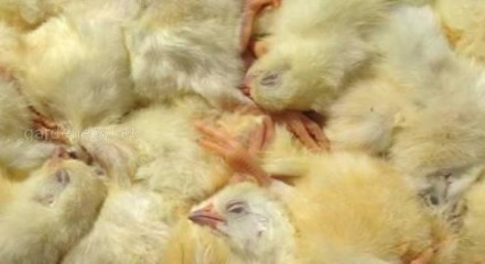 Замороженные кормовые цыплята, замороженные петушки вместе с термоупаковкой.
3 к. . фото 4