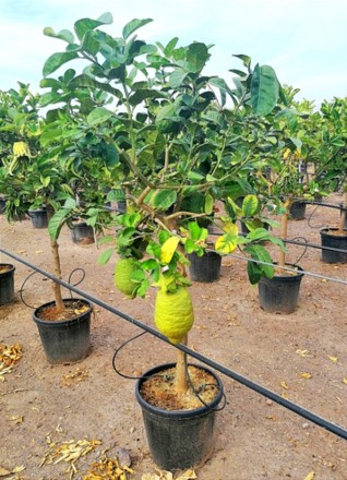 Цитрон. Шишкан. Цедрат. (Citrus Medica).. Київ. фото 1 Цитрон. Шишкан. Цедрат. (Citrus Medica).. Київ. фото 1
