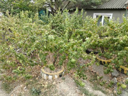 часть дома, 57 кв. м. Черемушки. фото 2
15519 Продам дом в Малиновском районе. Общая площадь 57 кв.м. Индивидуальное г. Черемушки. фото 2