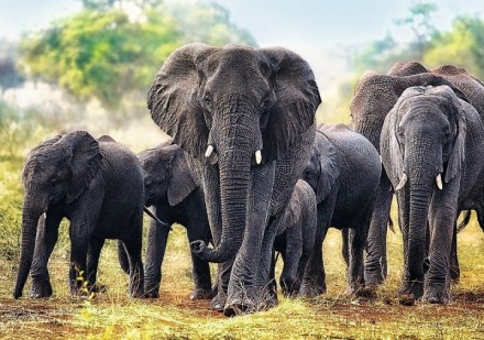 Пазли Африканські слони від польського виробника Trefl Яскраві і барвисті пазли . . фото 3