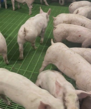 Поросята на відгодівлю продам. Київ. фото 1 Поросята на відгодівлю продам. Київ. фото 1