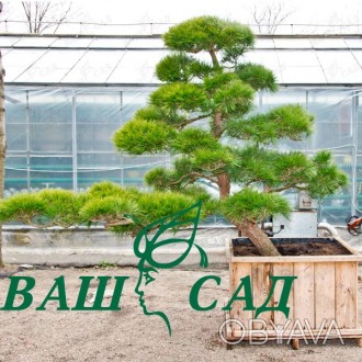 'Эксклюзивное растение авторской работы ( Япония)Растение для высадки в открытый. . фото 1