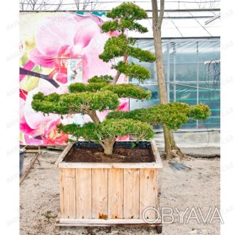 'Эксклюзивное растение авторской работы ( Япония)Садовый бонсай.Растение для выс. . фото 1