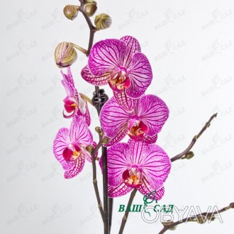 'Возможены различные цвета и сорта орхидеи.Вариант упаковки по Вашему вкусу и же. . фото 1