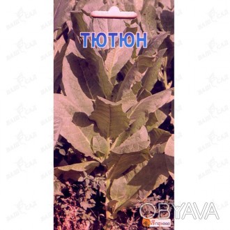 'Однолетнее растение, один из видов рода Nicotiana семейства пасленовых (Solanas. . фото 1