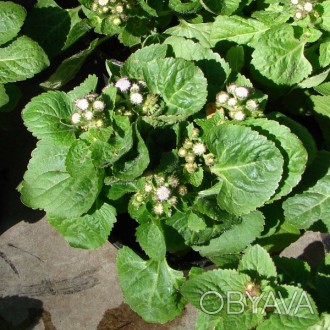 'Агератум - популярнейшее растение, широко используемое в городском озеленении.А. . фото 1