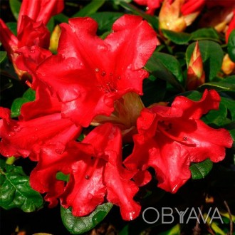 'Rhododendron repens `Scarlet Wonder`Внешний вид: кустарник с шершавой корой.Цве. . фото 1