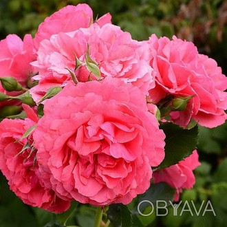 'Роза флорибунда (обильноцветущая) штамбовая.Цвет: яркой оранжево-красныйЦветки:. . фото 1