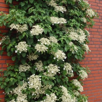 Гортензия (Hydrangea Prtiolaris). Одесса. фото 1 Гортензия (Hydrangea Prtiolaris). Одесса. фото 1