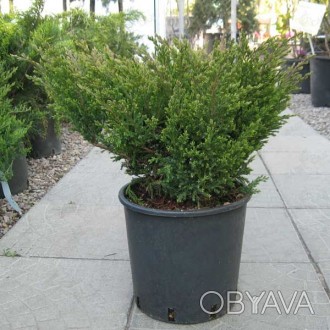 'Juniperus horizontalis "Andorra Compact" - вечнозеленый карликовый кустарник, с. . фото 1