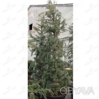 'Cedrus deodara "Robusta glauca" - вечнозеленое хвойное дерево с конической мощн. . фото 1
