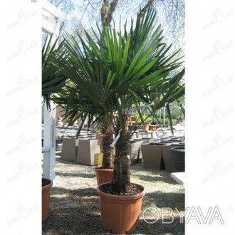 'Trachycarpus "Fortunei" - мощная пальма с узловатым стволом и довольно жесткими. . фото 1