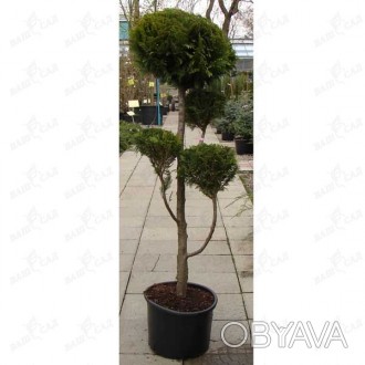 'Chamaecyparis lawsoniana "Stardust" - вечнозелёное колонновидное небольшое дере. . фото 1