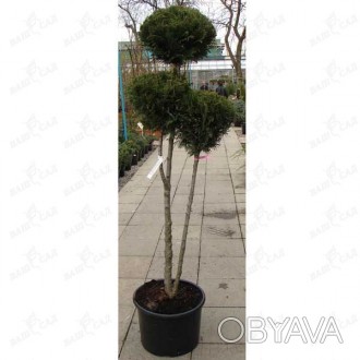 'Chamaecyparis lawsoniana "White Spot" - вечнозелёное очень декоративное небольш. . фото 1