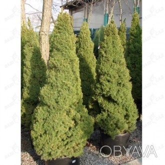 'Picea glauca Сonica - карликовое, декортивное растение строго пирамидальной фор. . фото 1