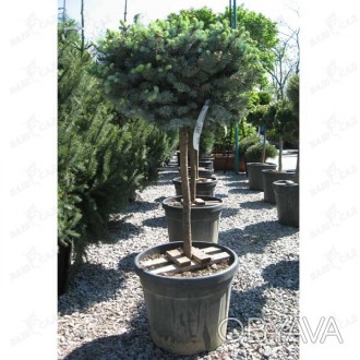 'Picea glauca "Alberta Globe" - хвойный вечнозеленый шаровидный кустарник, приви. . фото 1