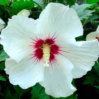 Гибискус stam (Syriacus). Одеса. фото 1 Гибискус stam (Syriacus). Одеса. фото 1