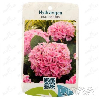 'Hydrangea serrata "Preziosa" - густой красивоцветущий кустарник. Листья зелёные. . фото 1