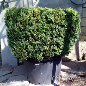 'Самшит, или буксус, вечнозеленый - это компактно растущий декоративный кустарни. . фото 1