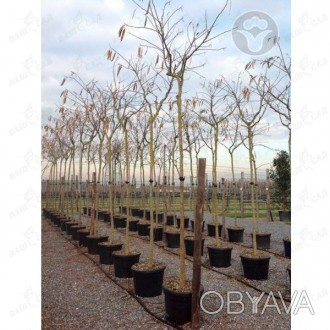 'Albizia julibrissin - высокодекоративное листопадное дерево, достигающее 10-15 . . фото 1