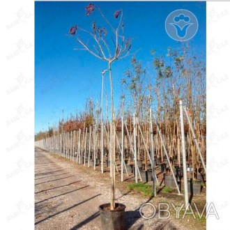 'Albizia julibrissin - высокодекоративное листопадное дерево, достигающее 10-15 . . фото 1