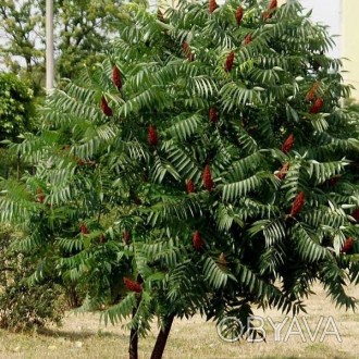 'Однодомные или двудомные растения высотой 0,5—12 (до 20) м.Листья очерёдные, пр. . фото 1