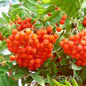 'Плоды красной рябины - небольшие (до 1 см в окружности) шарообразные ягоды, пок. . фото 1