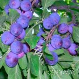 'время созревания	:среднийцвет сливы: фиолетовыйвкус сливы: сладкийразмер плода:. . фото 1