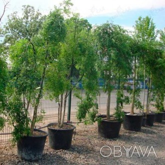 'Sophora Japonica "Pendula" - листопадное дерево семейства бобовых, достигающее . . фото 1