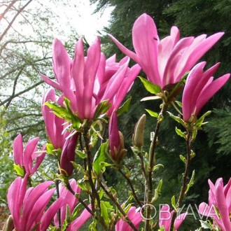 'Magnolia susan - самый красивый и популярный гибрид магнолии лилиецветной и зве. . фото 1
