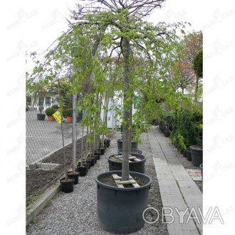 'Carpinus betulus "Pendula" - медленнорастущее дерево, с тонкими поникшими ветвя. . фото 1