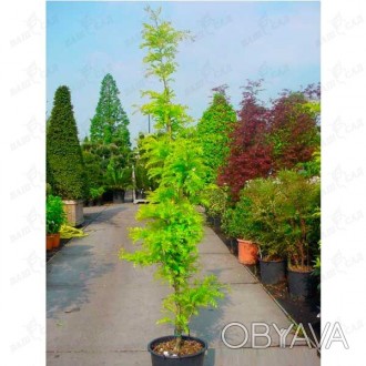 'Gleditsia triacanthos "Sunburst" - небольшое дерево, часто низко ветвящееся, с . . фото 1