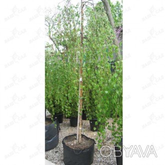'Betula pendula "Youngii" (обхват ствола 10-12см) - декоративная форма листопадн. . фото 1