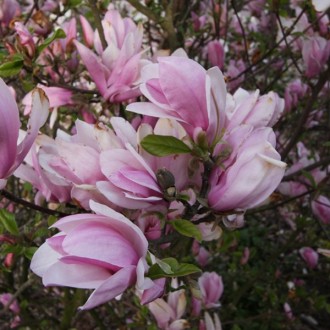 Магнолия бруклинская "Желтая птица". Одесса. фото 1