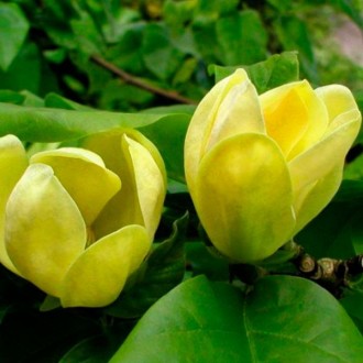 Магнолия бруклинская "Желтая птица". Одесса. фото 1