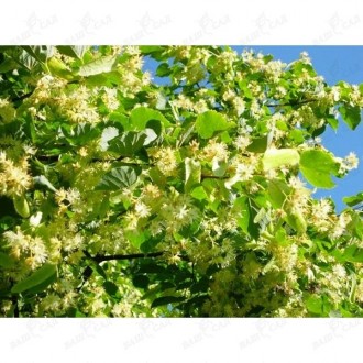 Липа (Tilia). Одесса. фото 1