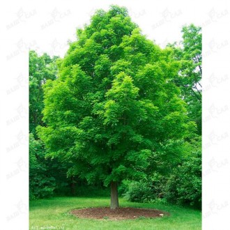 Клен остролистный. Одесса. фото 1