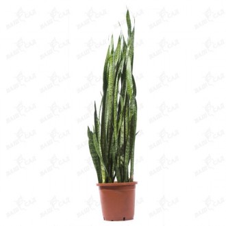 Сансевиерия (Sansevieria trifasciata 'Laurentii'). Одесса. фото 1 Сансевиерия (Sansevieria trifasciata 'Laurentii'). Одесса. фото 1