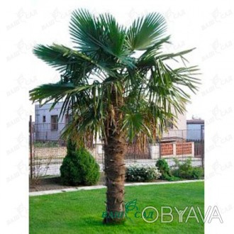 'Trachycarpus "Fortunei" - мощная пальма с узловатым стволом и довольно жесткими. . фото 1