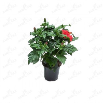 Гибискус (Hibiscus). Одеса. фото 1 Гибискус (Hibiscus). Одеса. фото 1