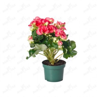 Бегония цветущая (Begonia Sollenia). Одесса. фото 1 Бегония цветущая (Begonia Sollenia). Одесса. фото 1