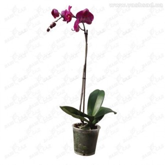 Орхидея фаленопсис 1 цветонос микс. Одесса. фото 1 Орхидея фаленопсис 1 цветонос микс. Одесса. фото 1