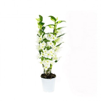 Орхидея дендробиум микс. Одесса. фото 1 Орхидея дендробиум микс. Одесса. фото 1