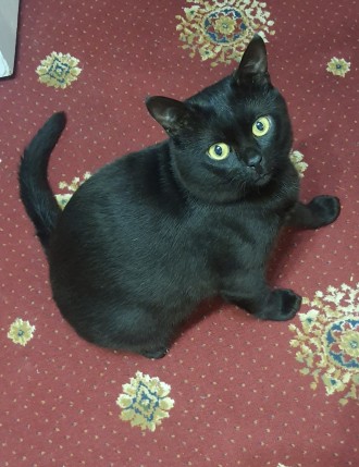 Хороший, добрый, покладистый черный котик 9 месяцев, отдам только в хорошие руки. . фото 6